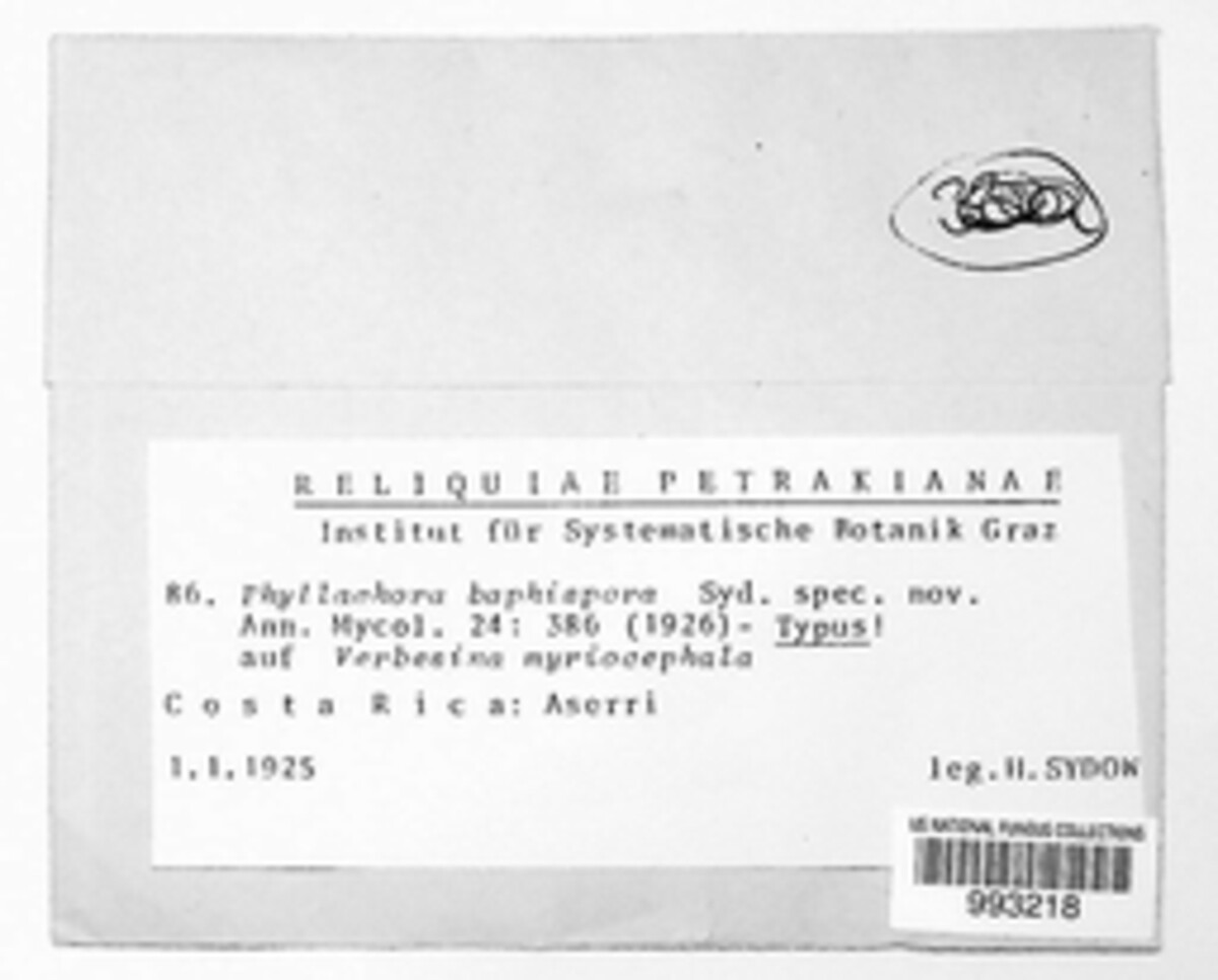 Phyllachora baphispora image
